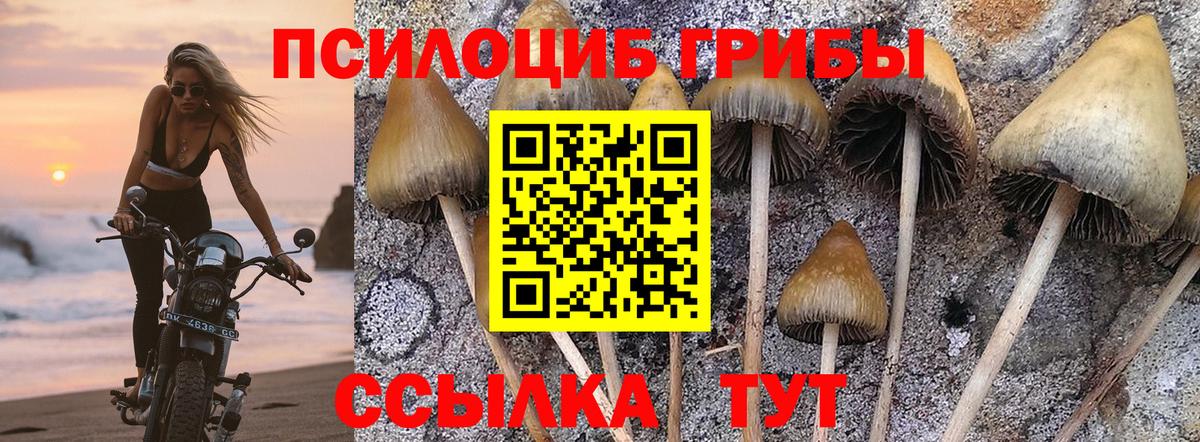 Псилоцибиновые грибы MAGIC MUSHROOMS  купить наркоту  Большой Камень  Вход с VPN 